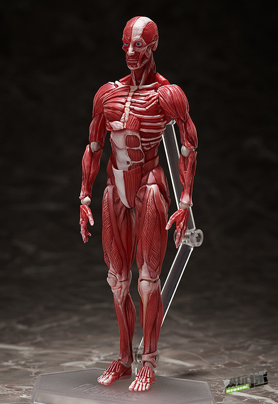 Freeing推出figma SP-142人体模型